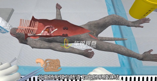 猴子解剖实验VR模拟仿真操作教学培训系统