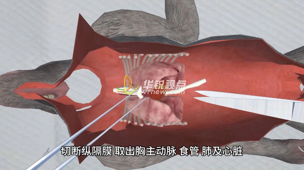 猴子解剖实验VR模拟仿真操作教学培训系统