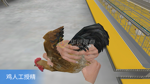 鸡人工授精.png